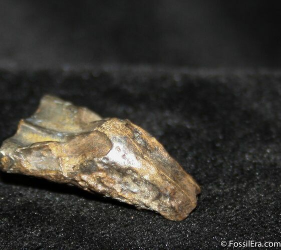 Cretacreous Aged Triceratops Tooth #751